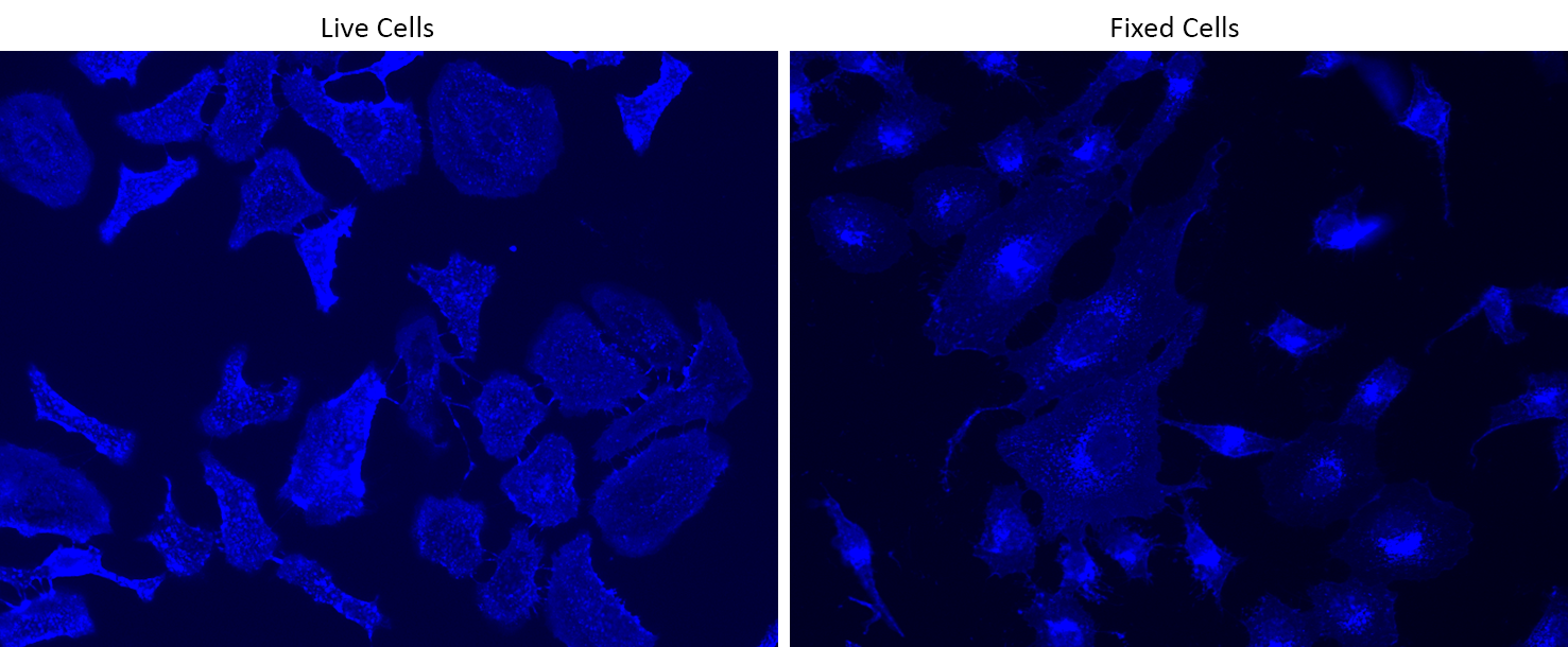 Live and fixed HeLa cells were stained with iFluor 488-WGA conjugate