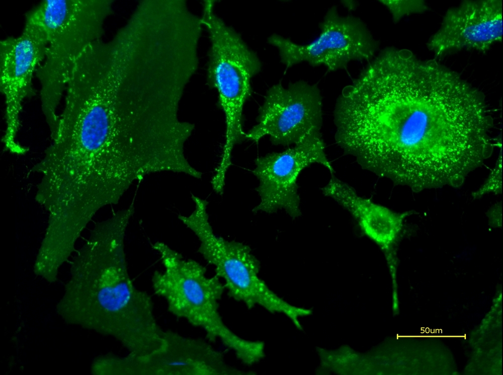 Live HeLa cells were stained with iFluor 488-WGA conjugate