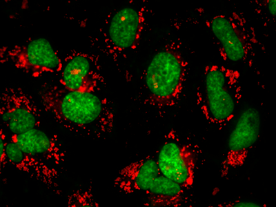 Nuclear counterstain using Nuclear Green&trade; LCS1