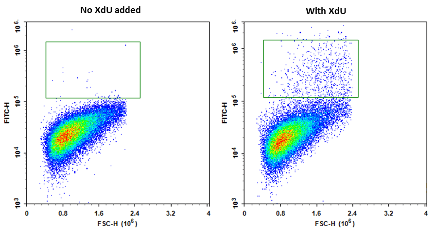 Bucculite&trade; XdU Cell Proliferation Assay