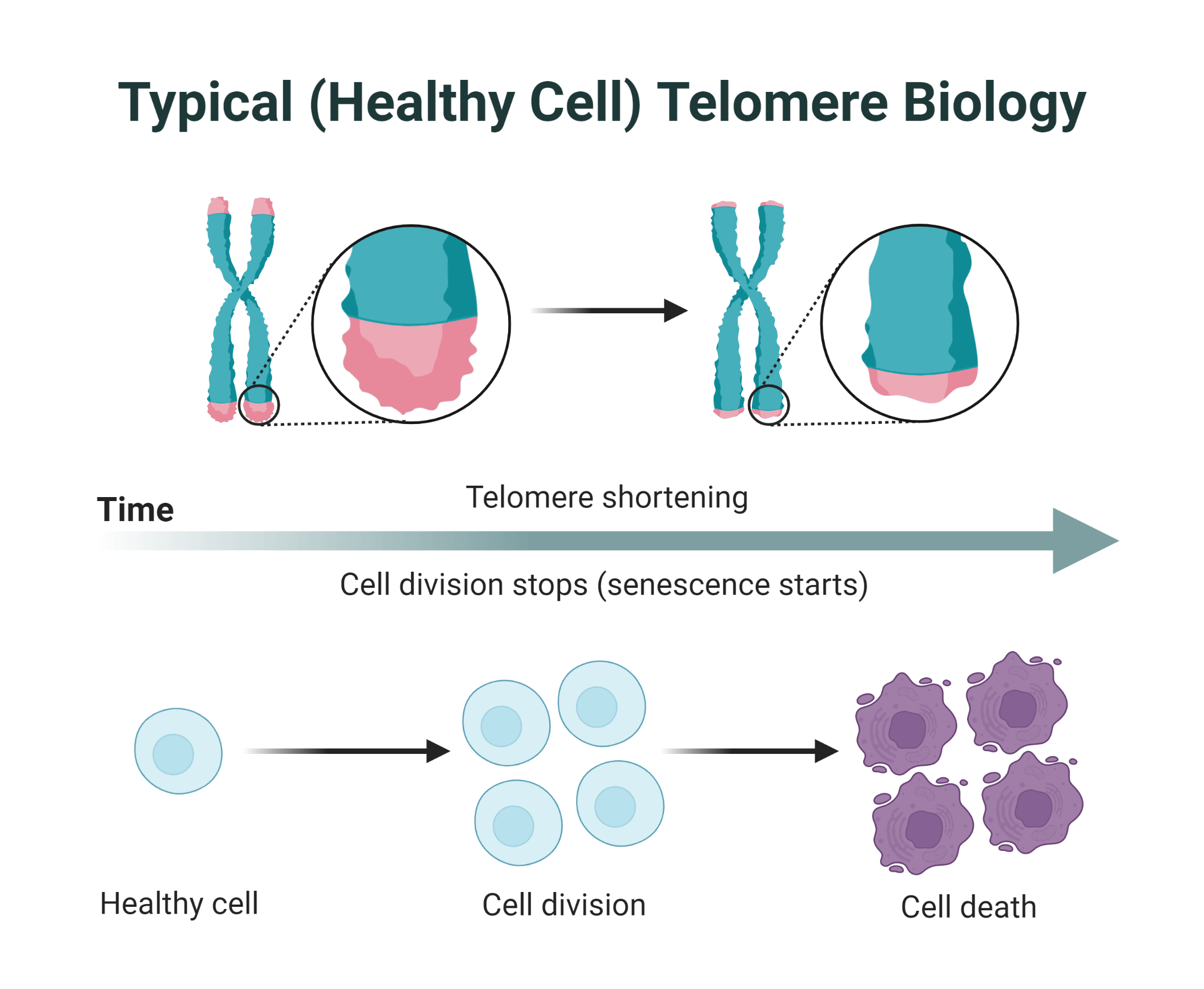 Telomere Shortening