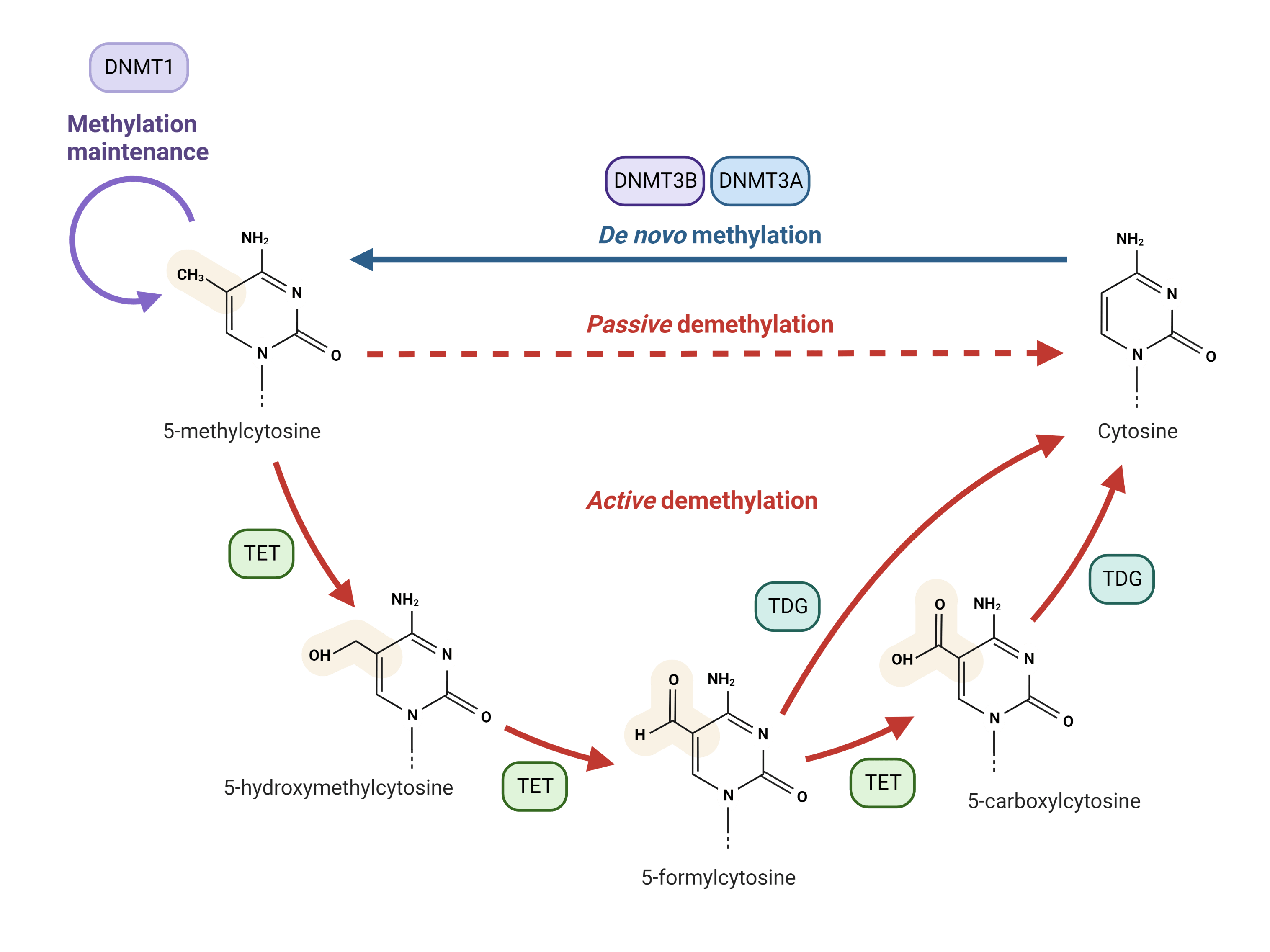 DNA Methylation Pathway