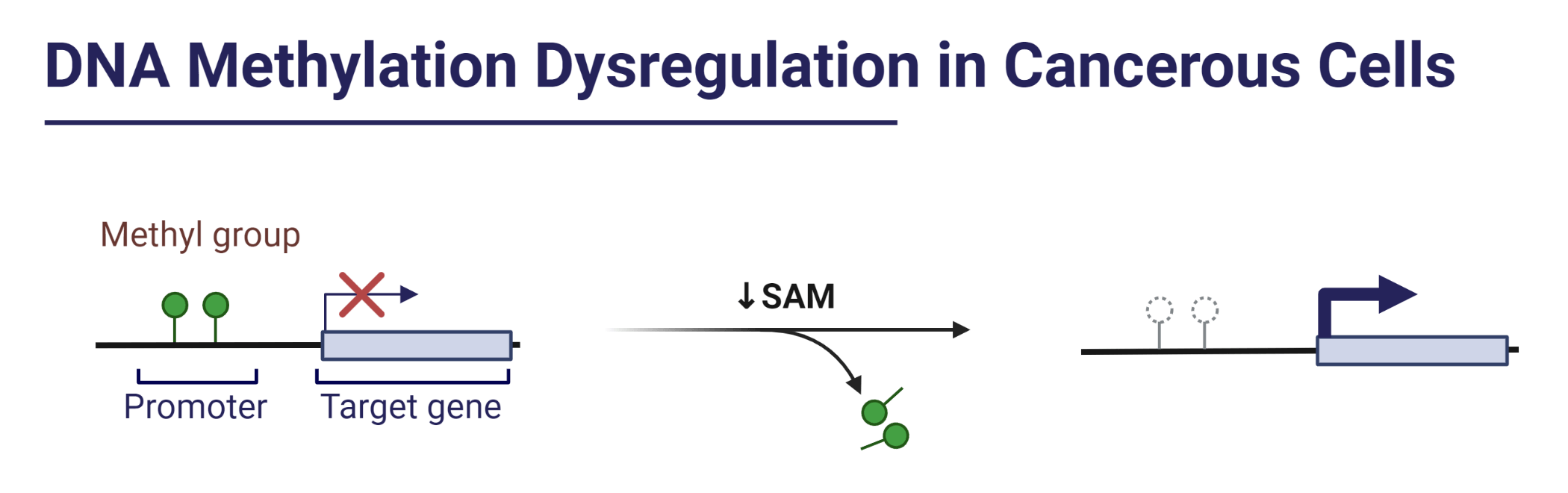 DNA methylation