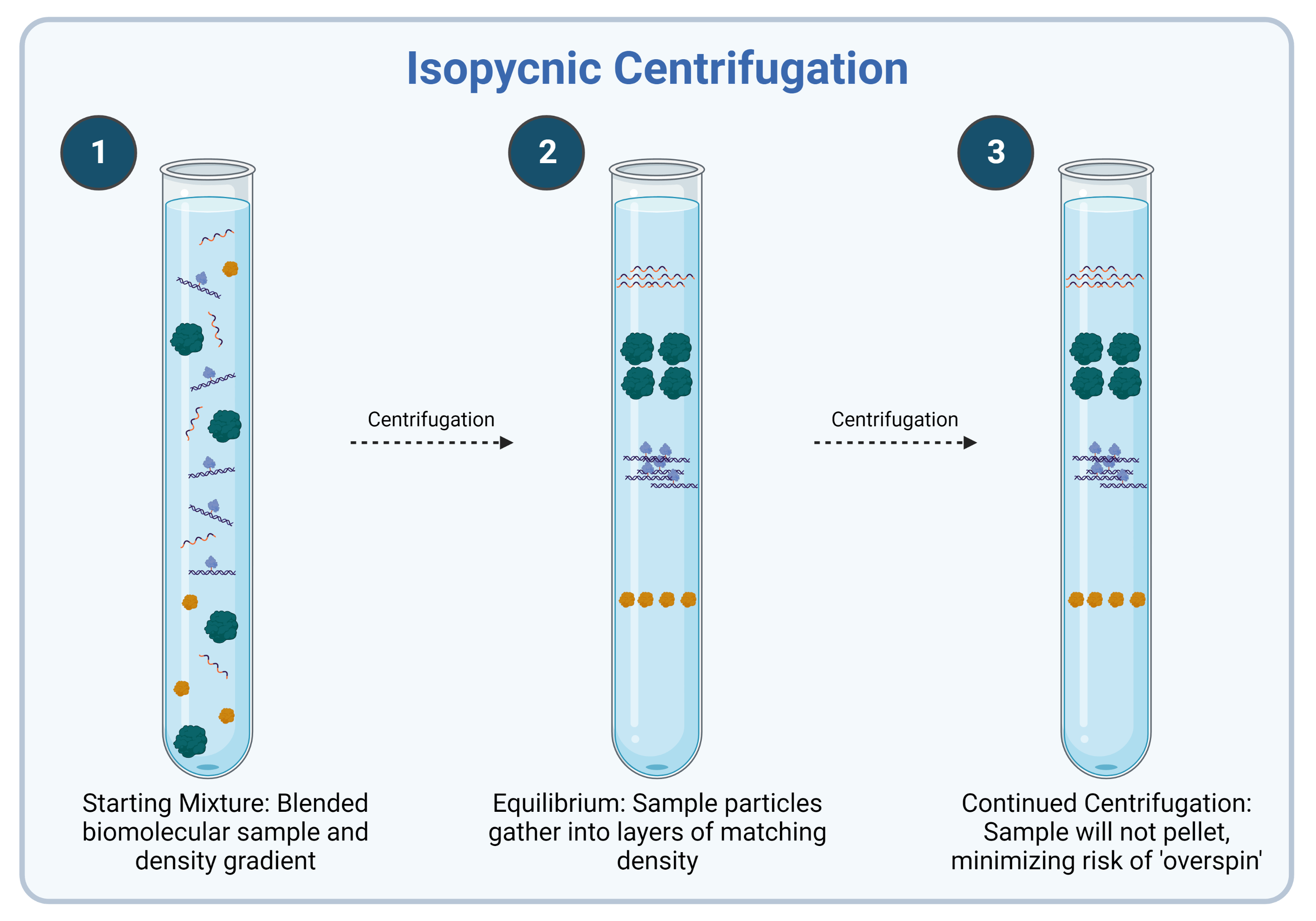 Isopycnic Centrifugation