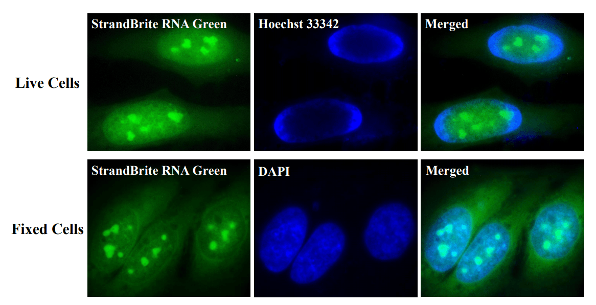 live and fixed HeLa cells stained with StrandBrite RNA Green and Hoechst 33342 or DAPI