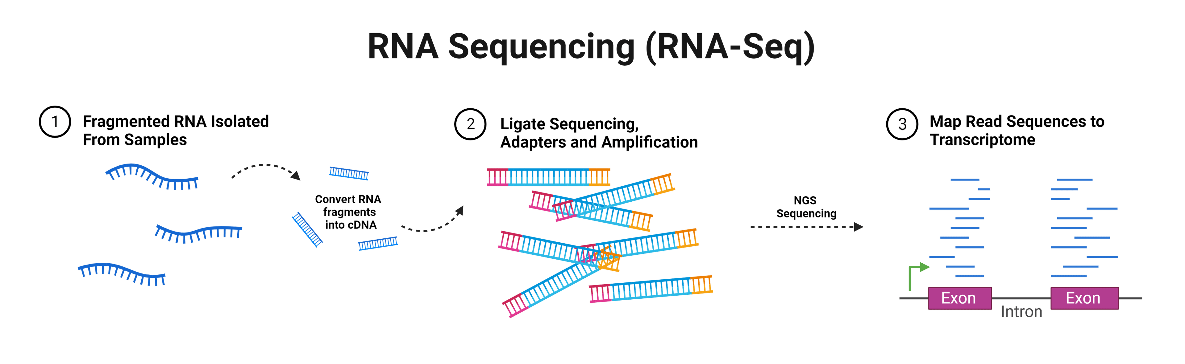 RNA-seq workflow