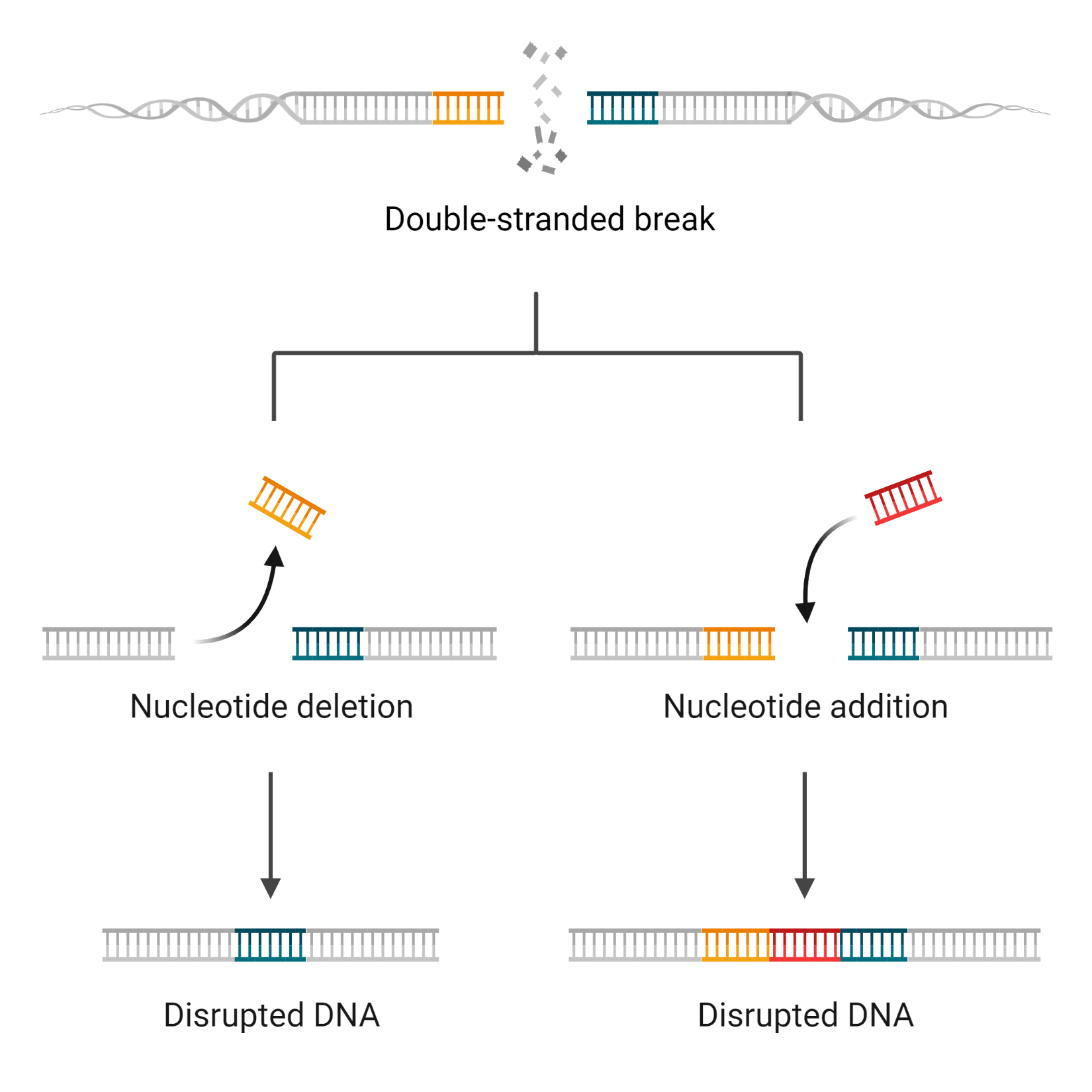 Principle of Non-Homologous End Join (NHEJ)