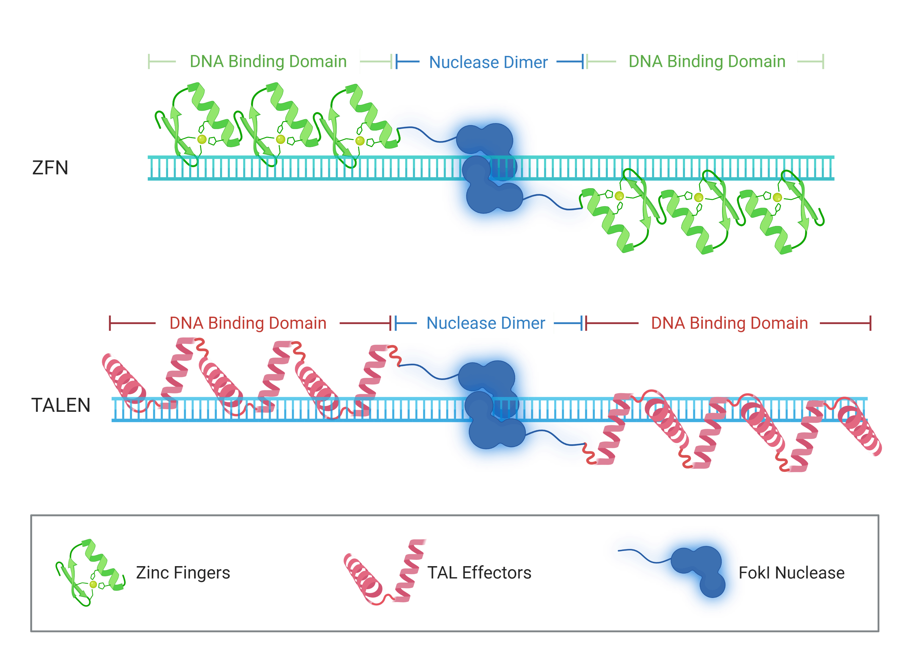 TALEN vs. ZFN Nucleases