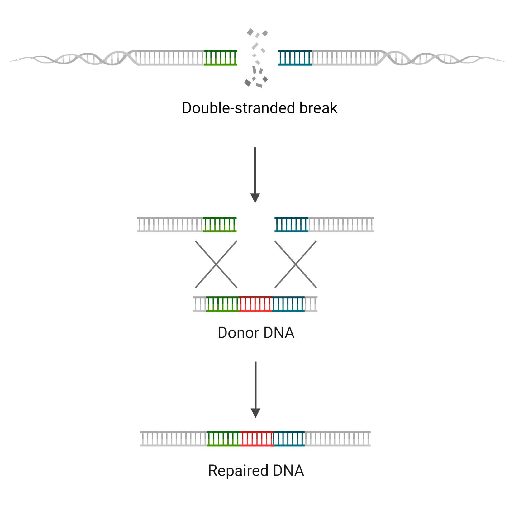 Principle of Homology-Directed Repair (HDR)