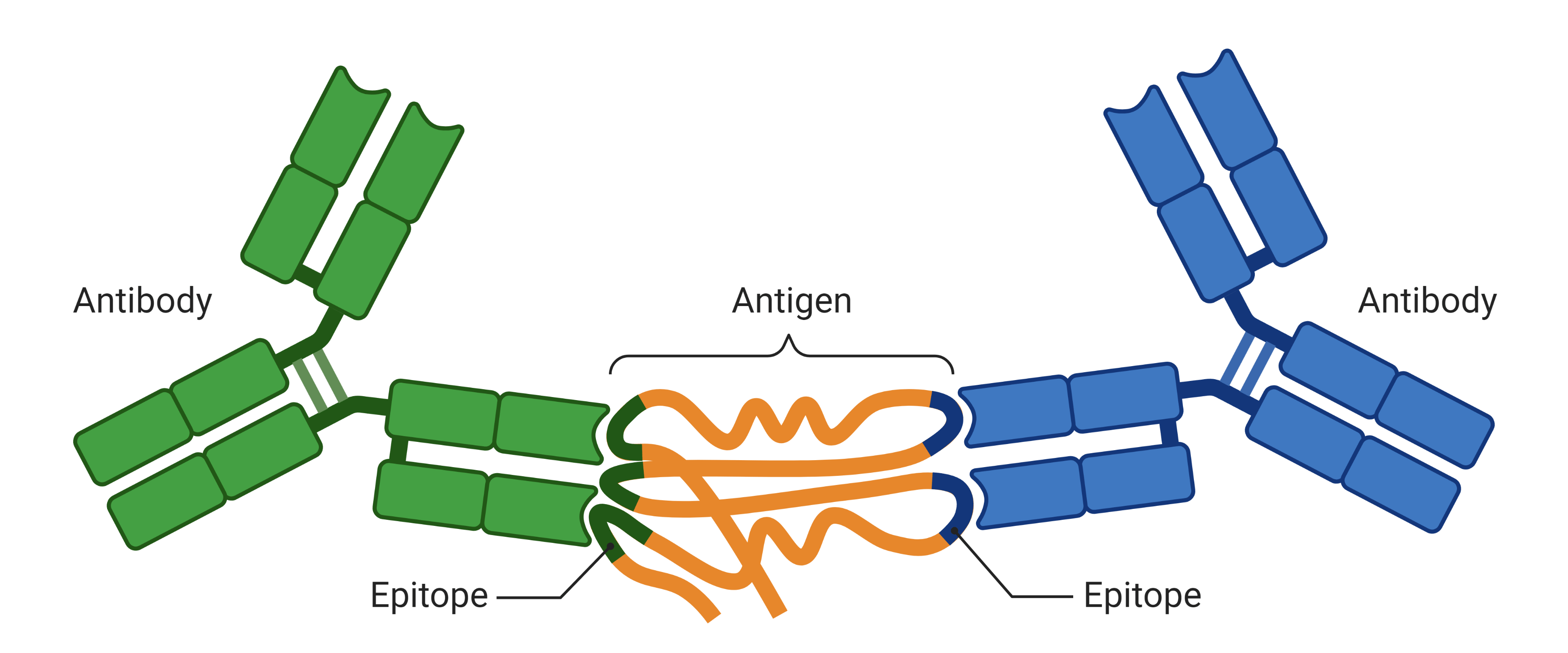 Antigen recognition