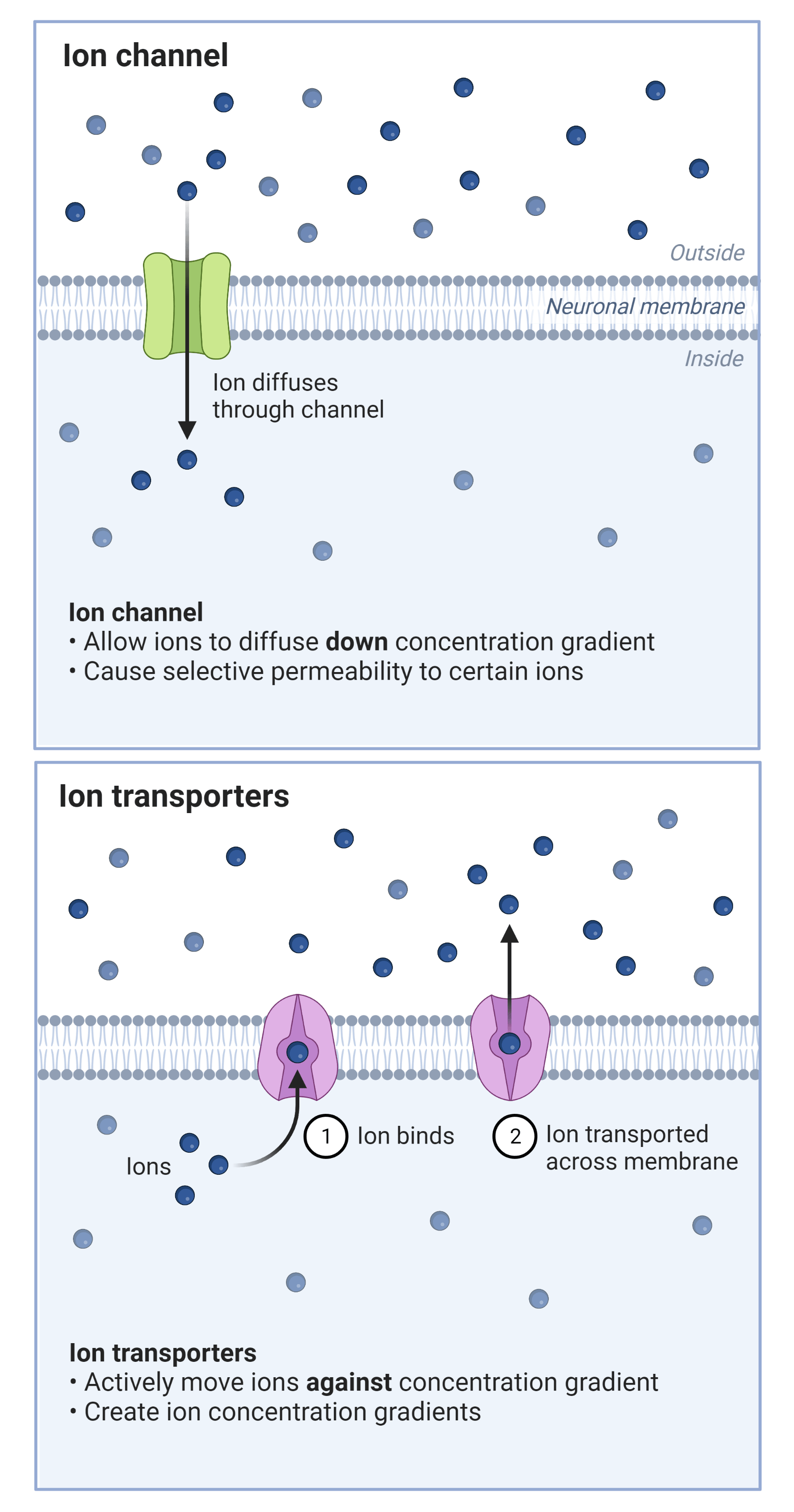 ion channels vs. ion pumps