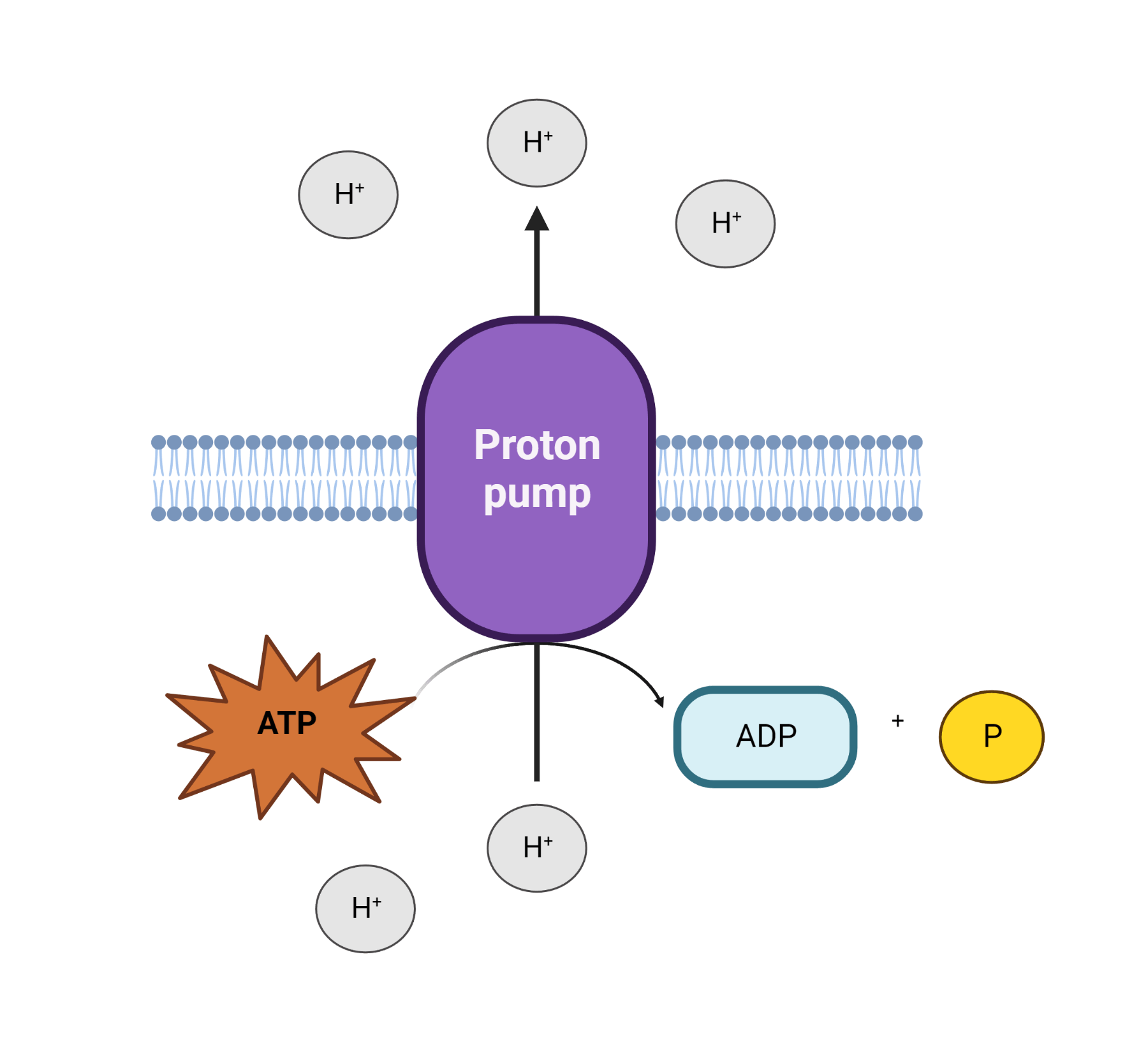 Intramembrane Proton Pump