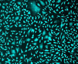 Image of CPA cells stained with Cell Explorer™ Live Cell Labeling Kit
