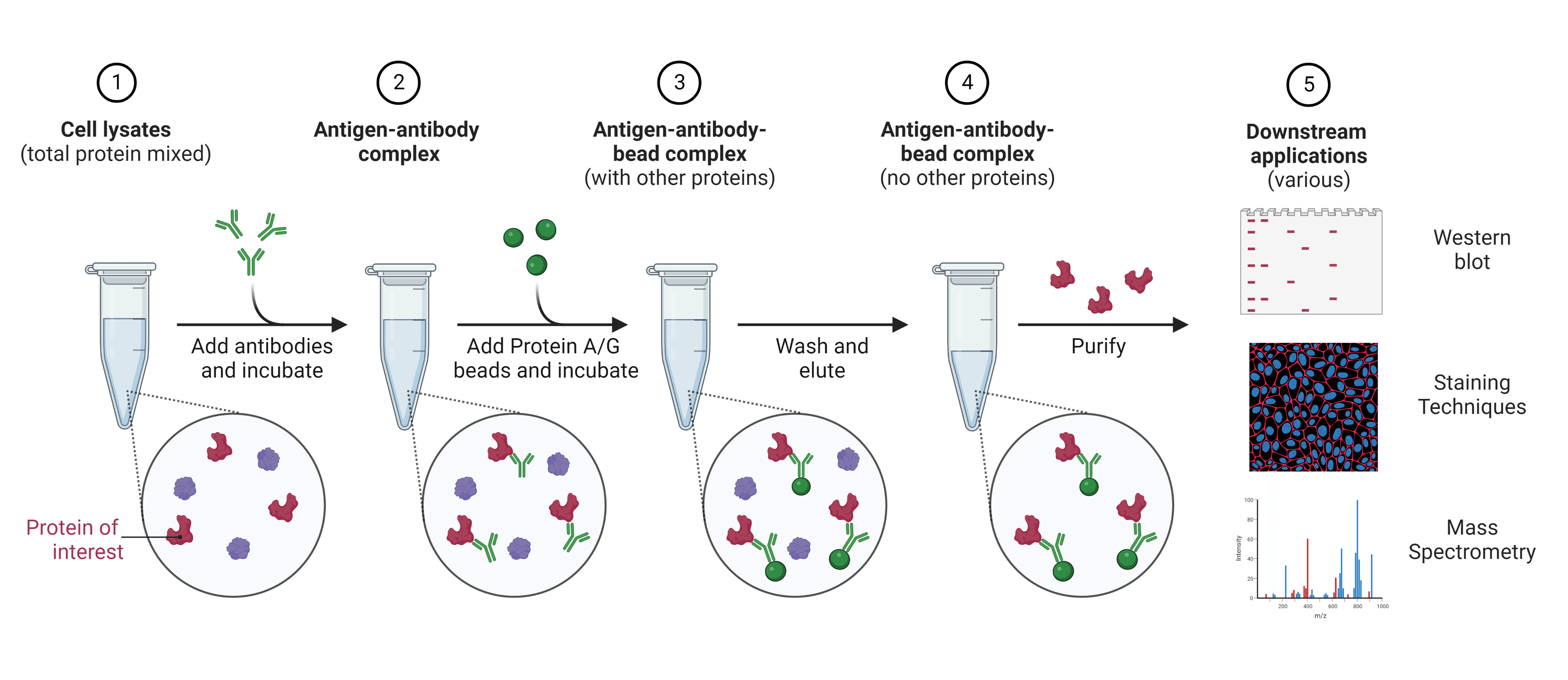 Standard immunoprecipitation protocol