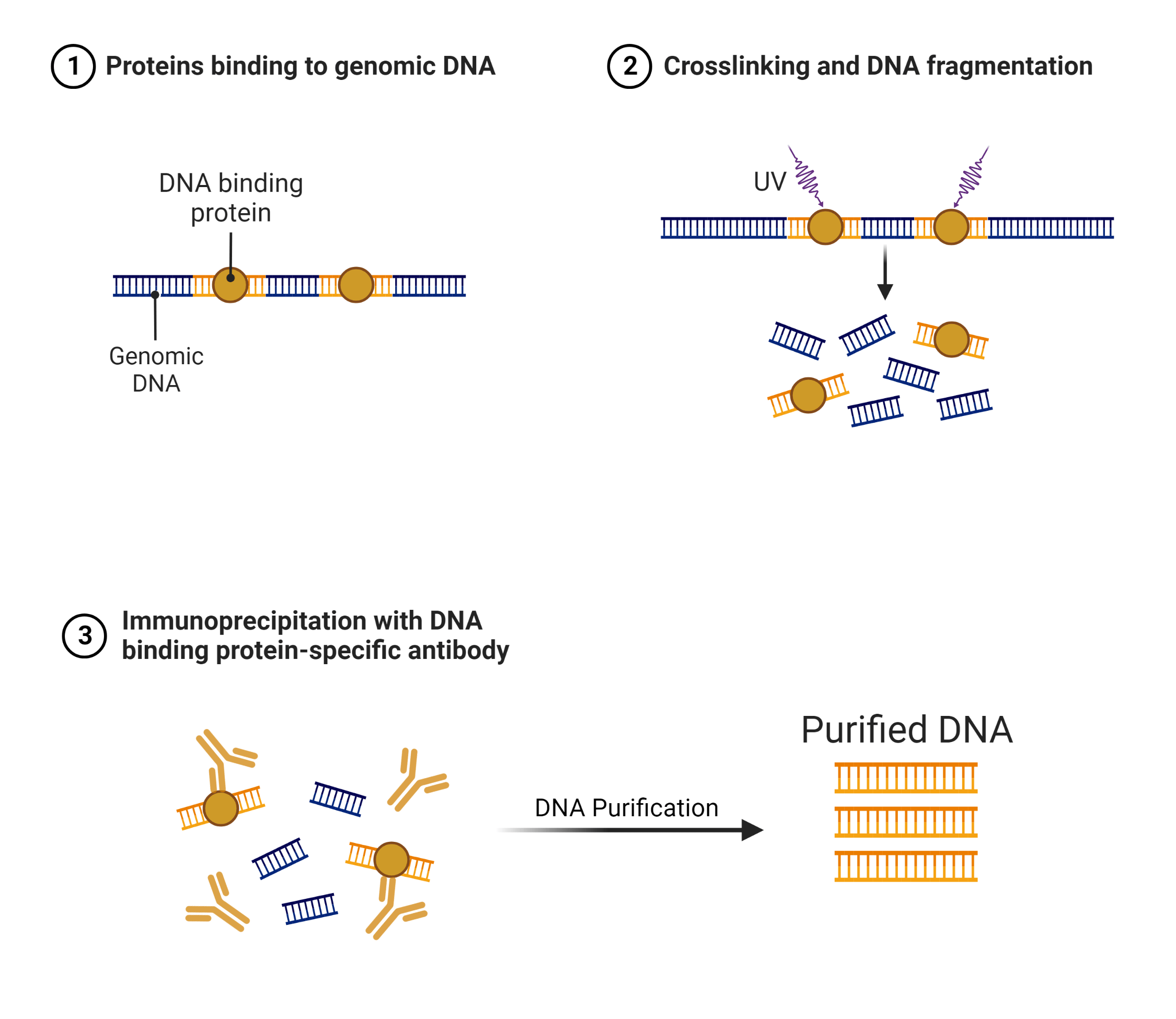 Chromatin immunoprecipitation