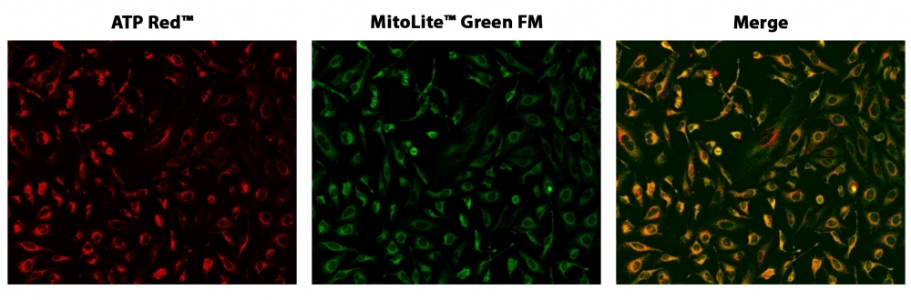 HeLa cells co-stained with ATP Red&trade; and MitoLite&trade; Green FM