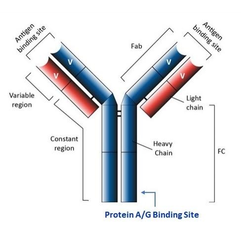 Protein A agarose beads