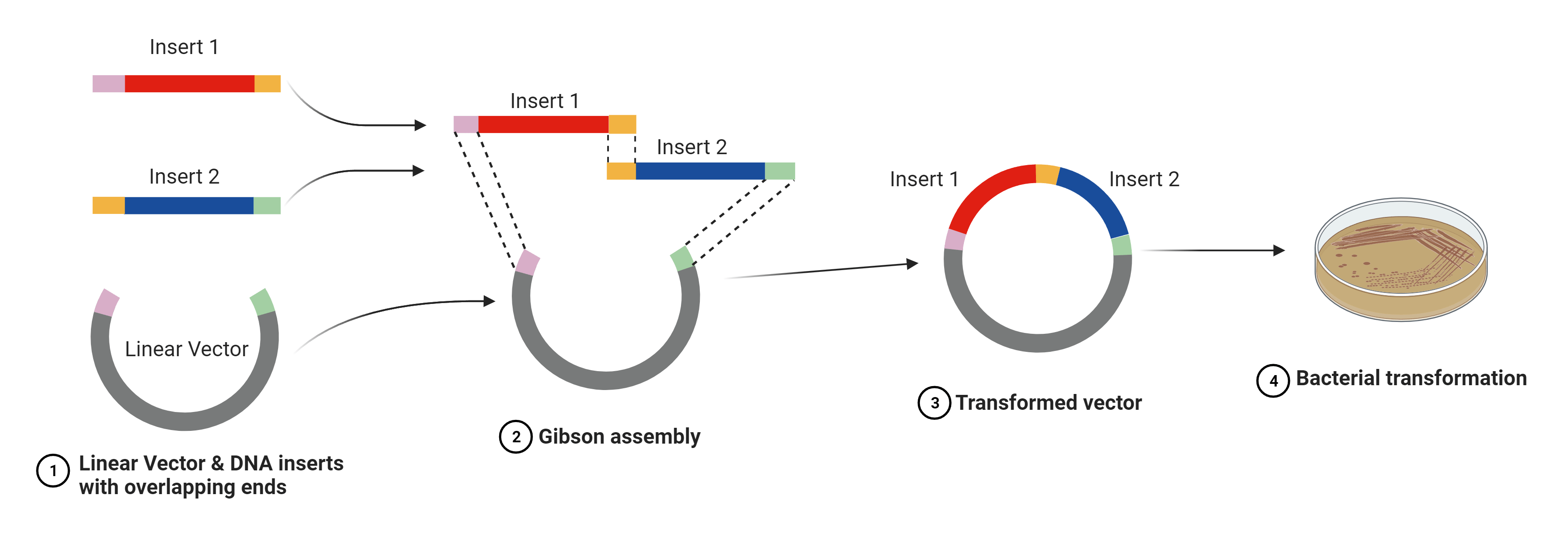 Steps of the isothermal cloning process