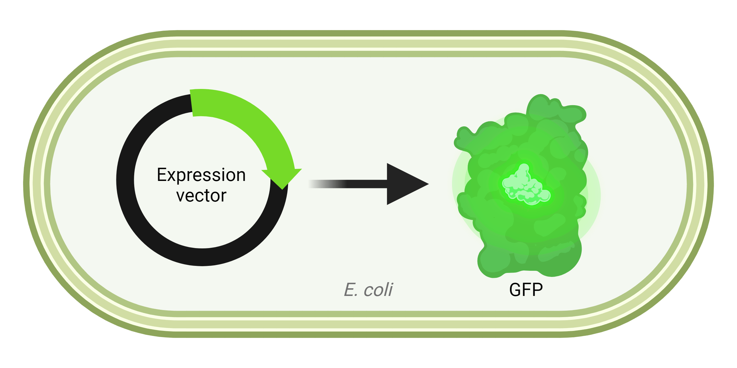 Illustration of an E. coli GFP expression vector