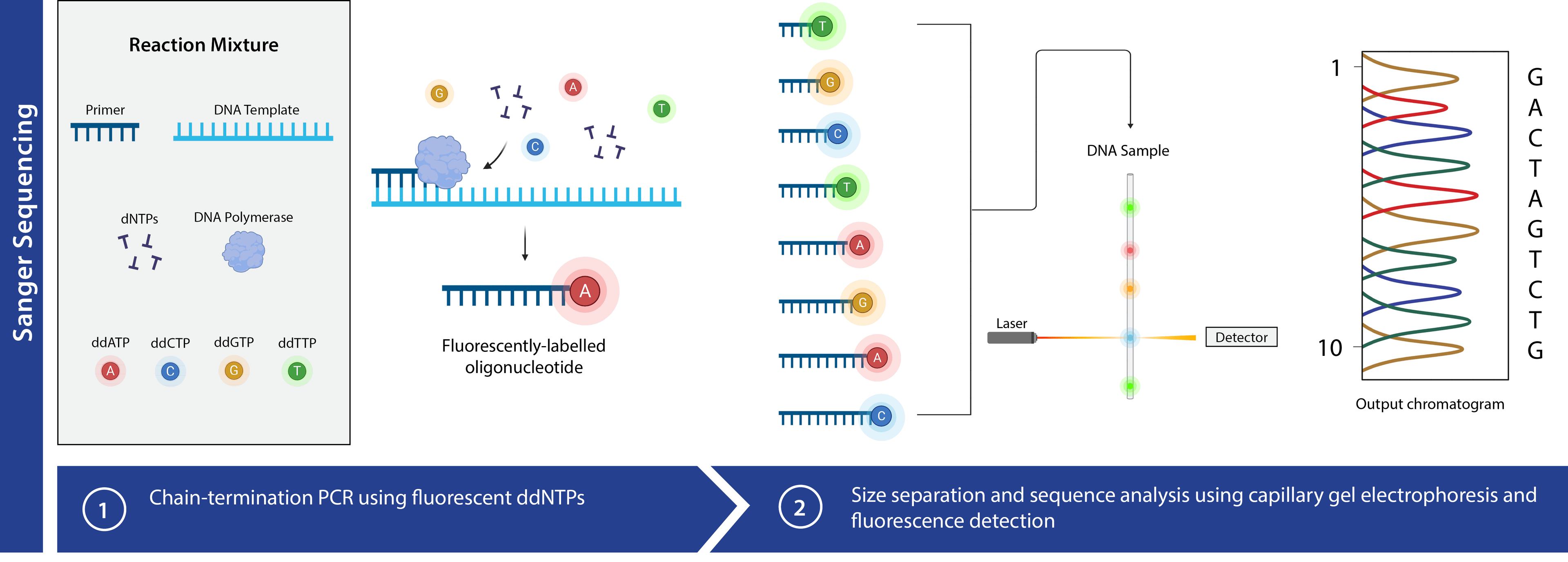 Sanger Sequencing Workflow;