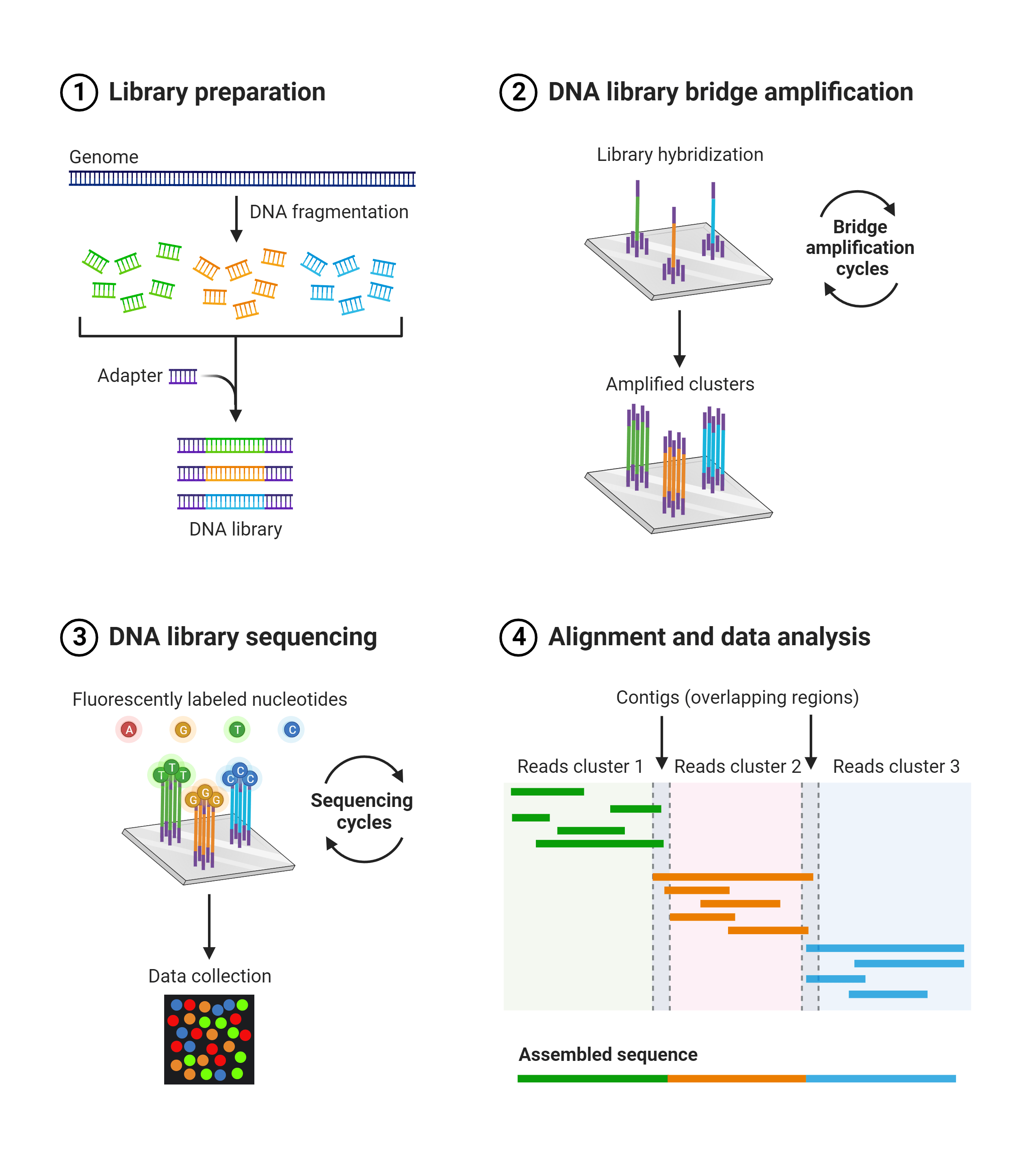 Basic steps of Illumina next generation sequencing
