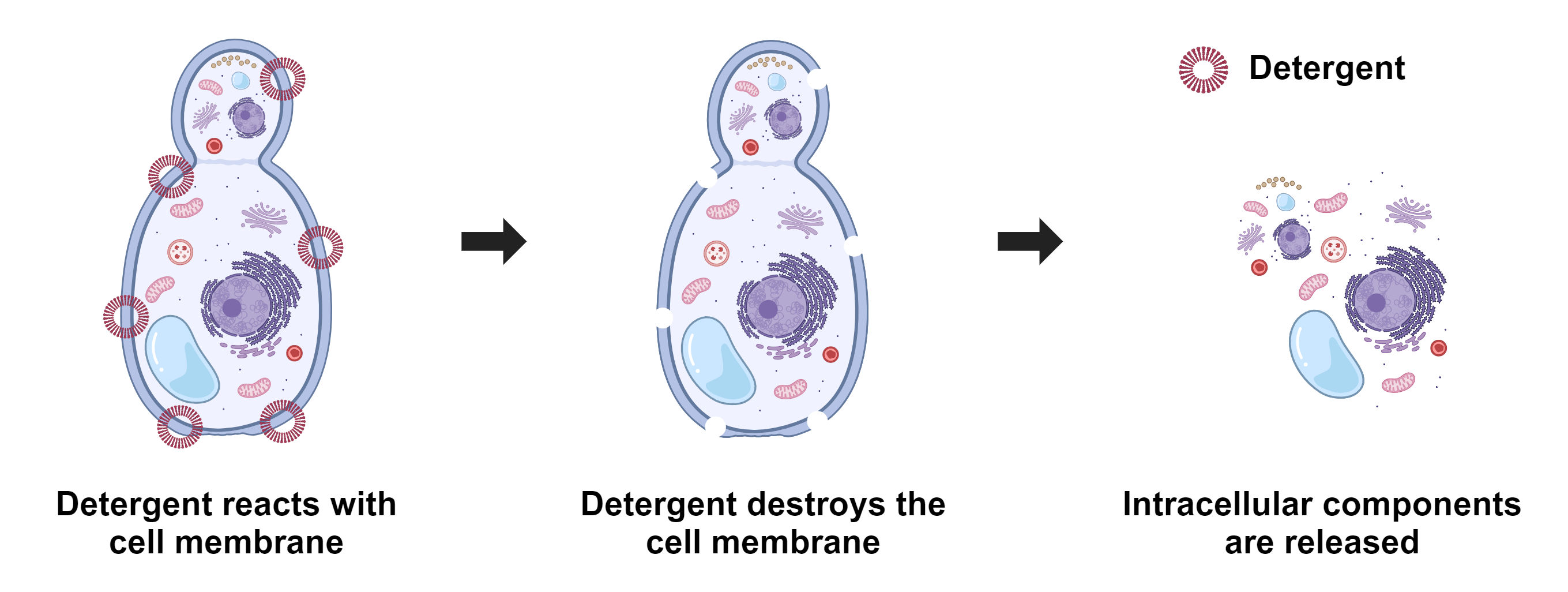 Cell lysis