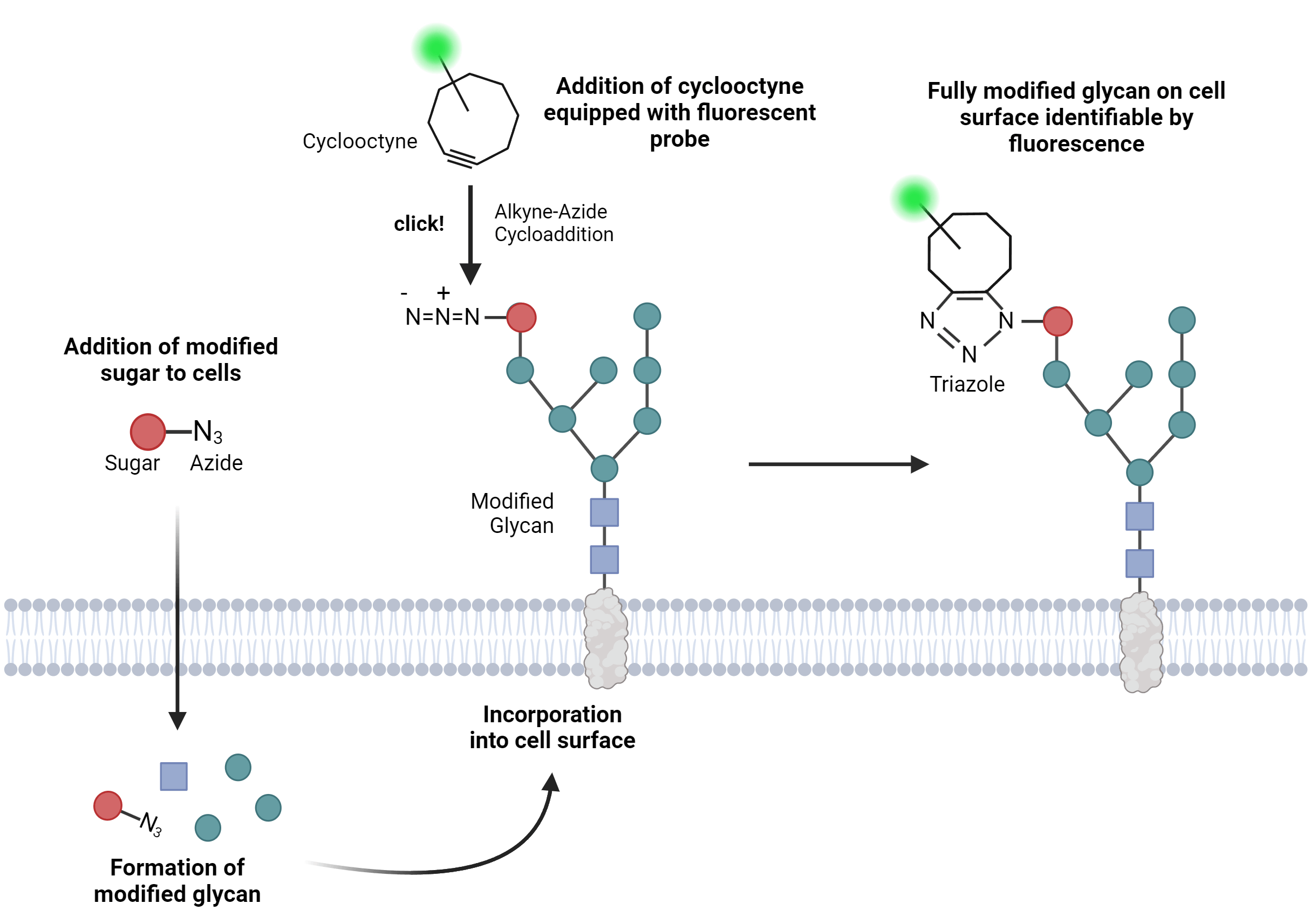 click chemistry bioconjugation