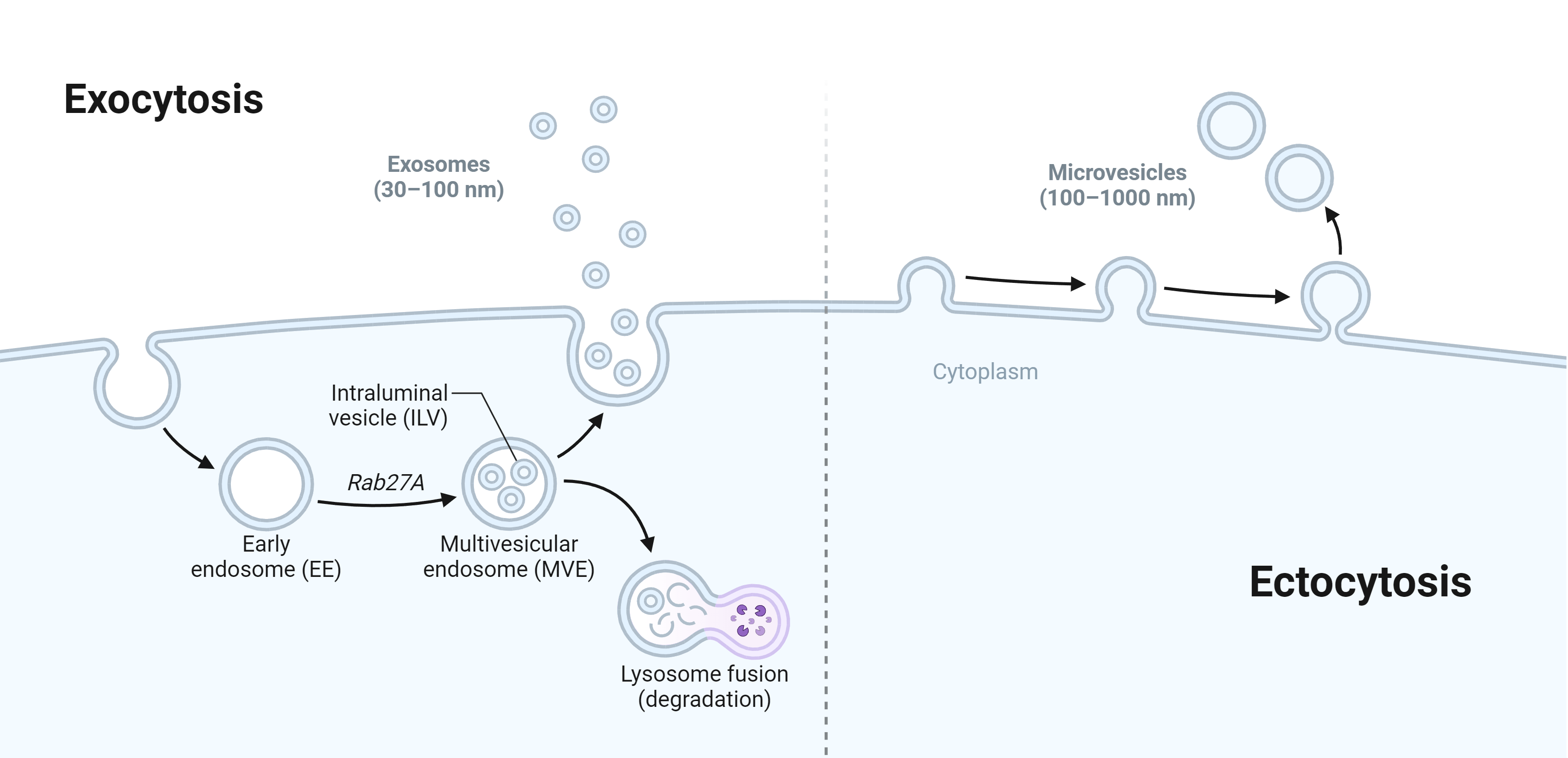 Illustration of endosome stages