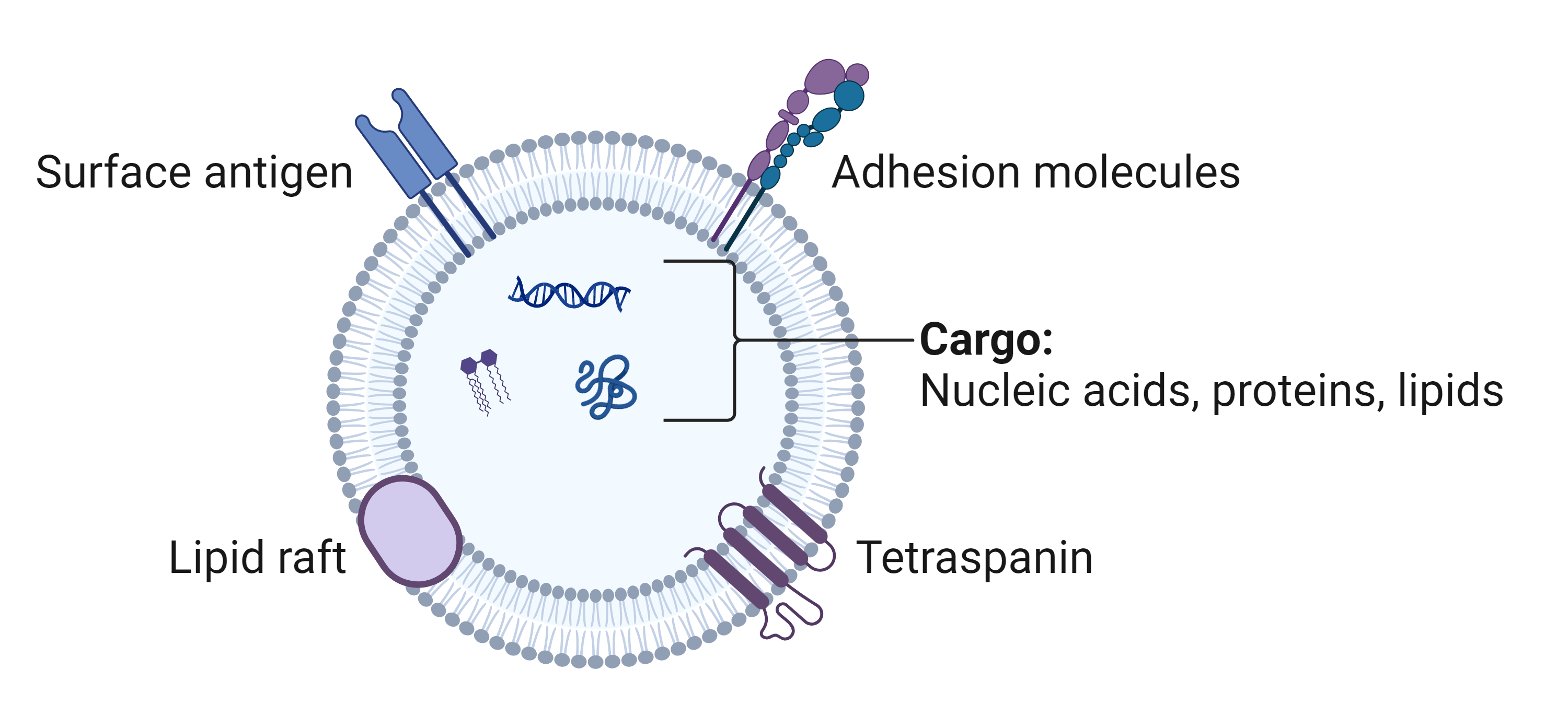 exosome