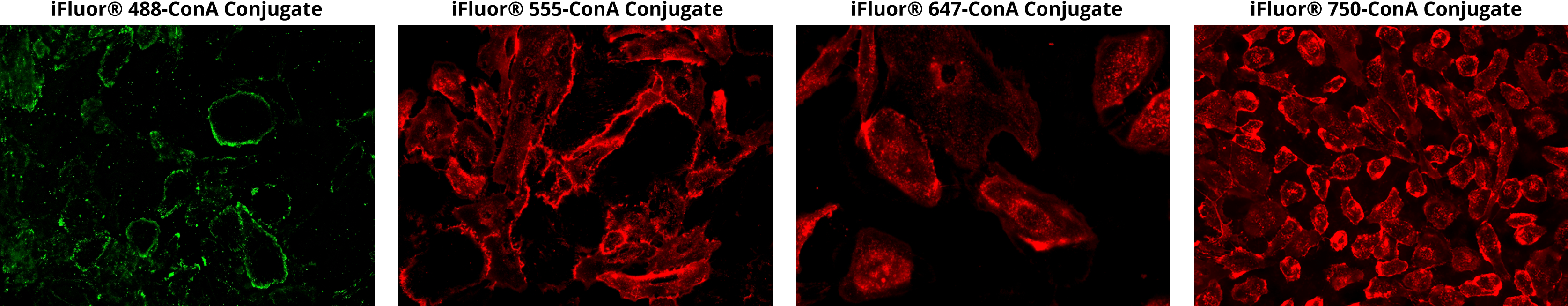 iFluor&reg; 488-ConA Conjugate;iFluor&reg; 555-ConA Conjugate;iFluor&reg; 647-ConA Conjugate;iFluor&reg; 750-ConA Conjugate