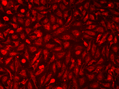 Cell Navigator™ Exosome Fluorescence Staining Kit (Cat# 22427)