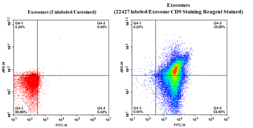 Exosomes labeled with the Cell Navigator™ Exosome Fluorescence Staining Kit (Cat# 22427)