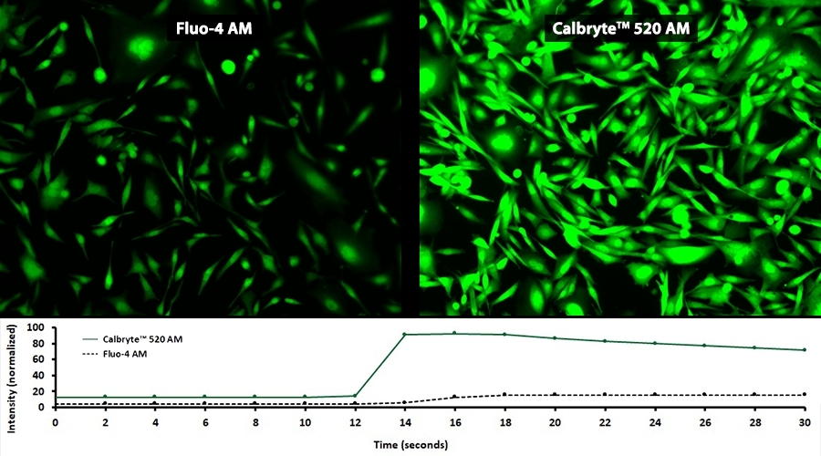 ATP response was measured in CHO-K1 cells using Calbryte™ 520 AM (Cat No. 20653) and Fluo-4, AM (Cat No. 20550).