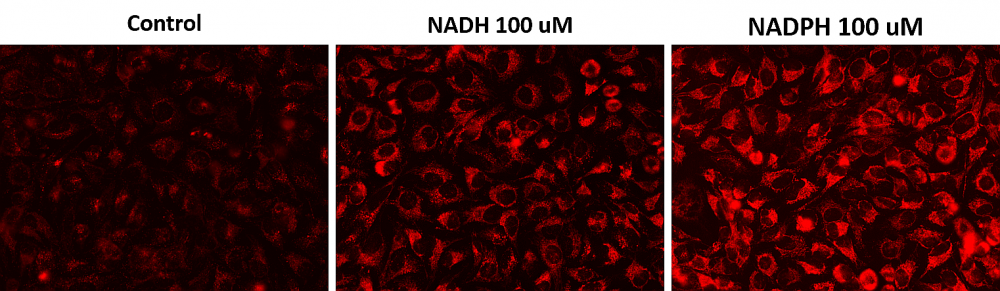 Fluorescence images of NADH/NADPH in HeLa cells using Cell Meter™ Intracellular NADH/NADPH Fluorescence Imaging Kit