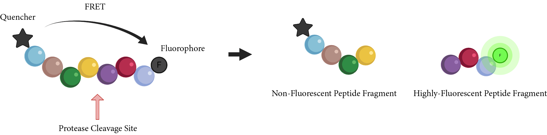 FRET mechanisms of Covidyte™ and Covipyte™ COVID-19 peptide substrates
