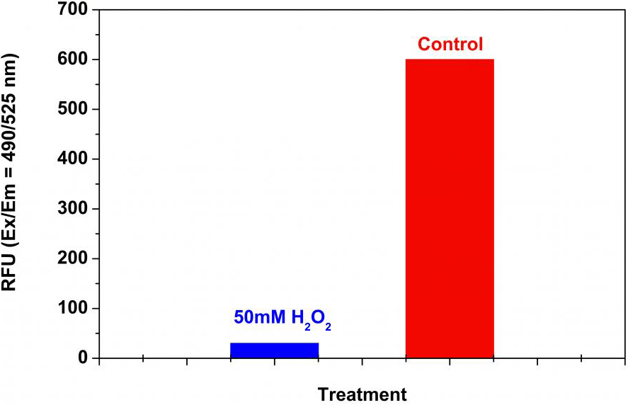 Detection of proteasome activity in Jurkat cells with Amplite® Fluorimetric Proteasome 20S Activity Assay Kit.