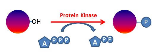 Protein kinase reaction scheme.