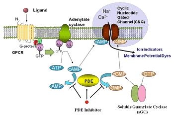 Screen Quest™ Live Cell cAMP Assay Principle
