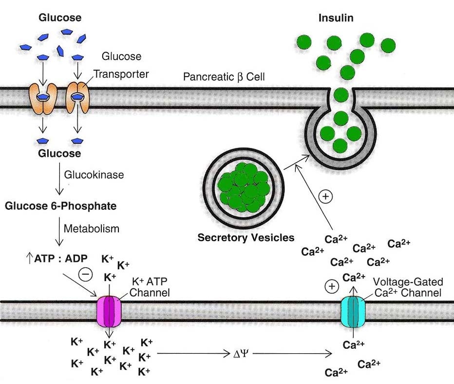 Glucose transportation into cells via glucose transporters, Glu 1, Glu 2, Glu 3 and Glu 4.