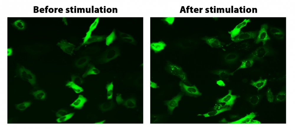 Translocation of beta-arrestin in HeLa cells. HeLa cells were transiently transfected with beta-arrestin-GFP and vasopressin receptor 2 (V2R). 