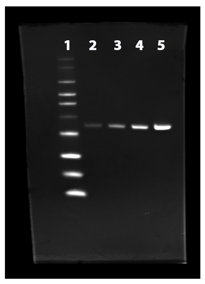 Two-fold dilution series of His-tagged annexin V with ProLite™ His-Tag Protein Gel Staining Kit