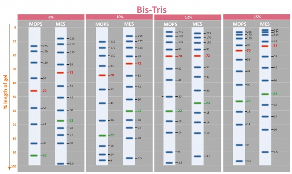 PageTell™ Prestained 10 to 250 kDa Protein Ladder was run on diffrent percentages of Bis-Tris gels.