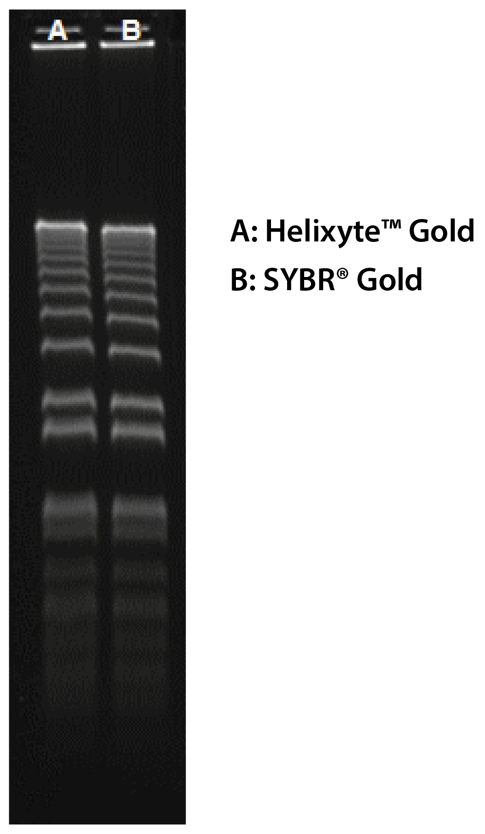 Comparison of Helixyte™ Gold and SYBR® Gold