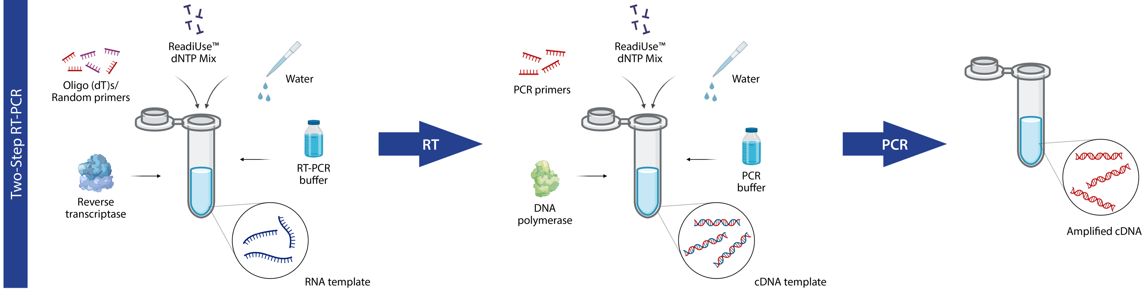Two-step RT-PCR diagram. 