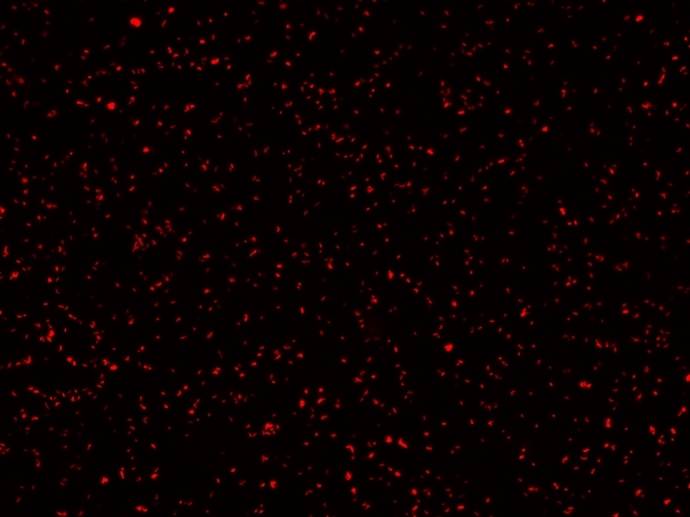 Rhodococcus qingshengii was stained with 2.5 µM of MycoLight™ Red JJ94 for 20 minutes.