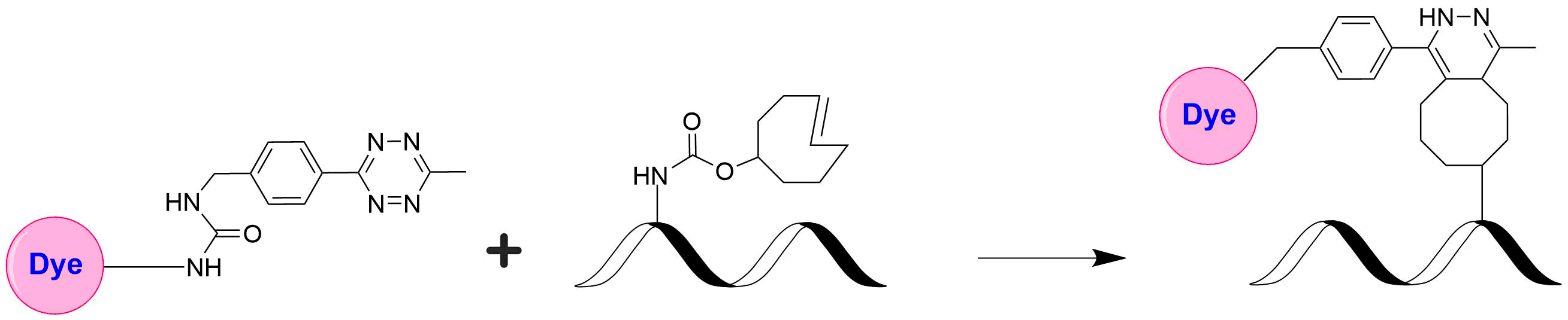 Schematic illustrating the strain‐promoted inverse‐electron‐demand Diels–Alder (iEDDA) reaction between a tetrazine–dye conjugate and a trans‐cyclooctene (TCO)–modified biomolecule. 