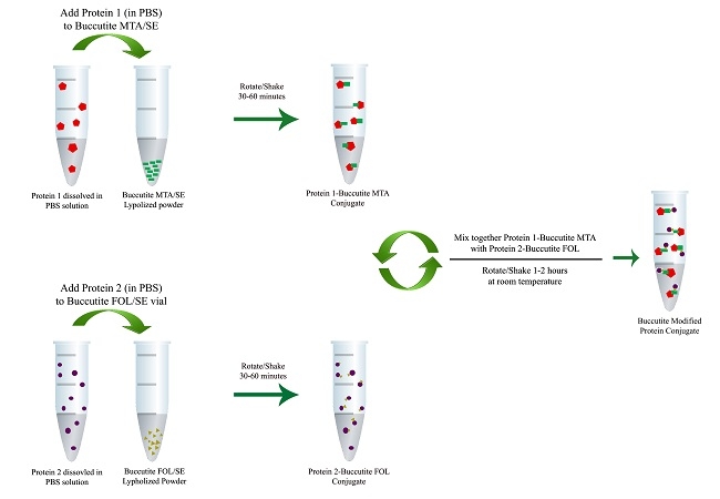 The mechanisms for Buccutite™ crosslinking technology for protein-protein conjugation.