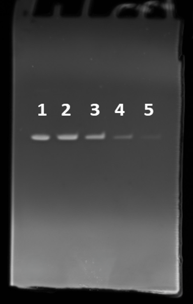 Two-fold dilution series of His-tagged Annexin V were separated on a NuPAGE® 4–12% Bis-Tris gel and stained with the His Lite™ iFluor®568 Tris Ni-NTA complex. 