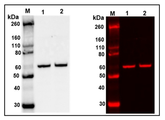Western Blot analysis of Protein disulfide isomerase (Endoplasmic Reticulum Marker). 