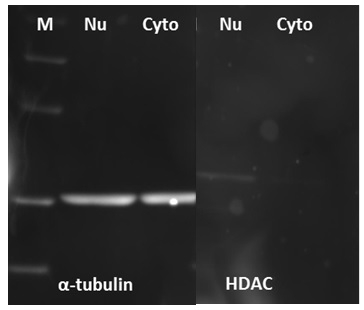40 ug total protein of nuclear or cytoplasmic extract from Jurkat cells was used. 